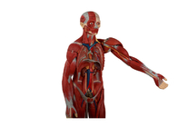 Model anatomii tułowia człowieka z narządami wewnętrznymi i otwartymi plecami do treningu